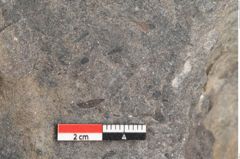 Foto (Detailansicht) von Dictyophyllum acutilobum Schenk. (NHMW-GEO-2024-0188-10507)
